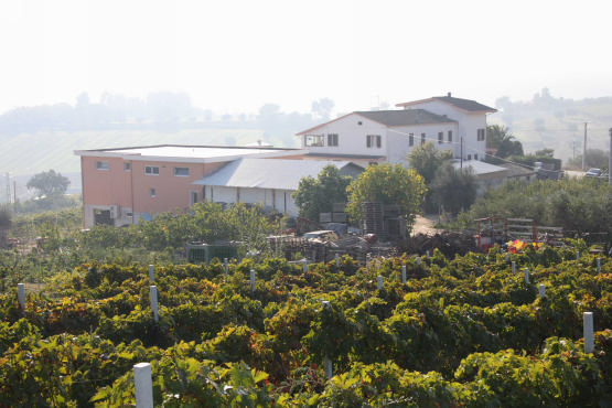 immagine Azienda Agricola F.lli Biagi F.& L. Snc immagine Azienda Agricola F.lli Biagi F.& L. Snc