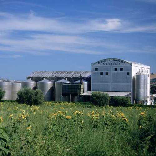 immagine Cantina Colonnella immagine Cantina Colonnella