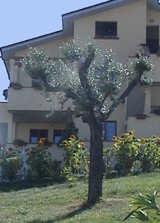 immagine Gulliver sas immagine Gulliver sas